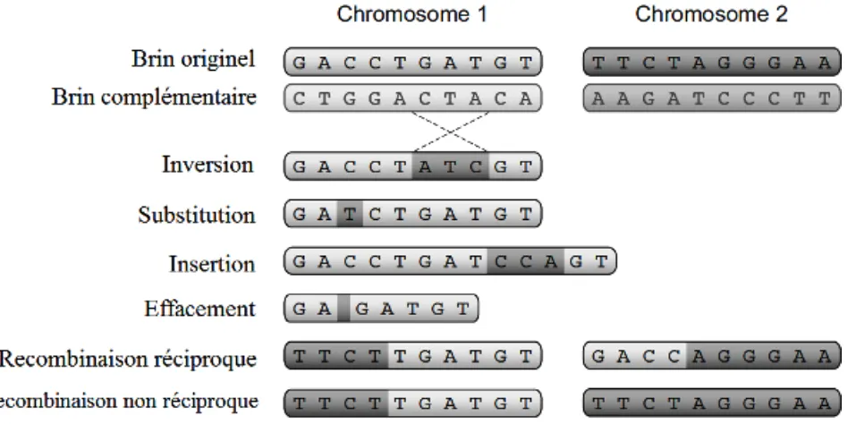 Figure 2.7- Types de mutations, dont certains impliquant l’échange de matériel de deux  chromosomes homologues [Floreano and Mattiussi, 2008]