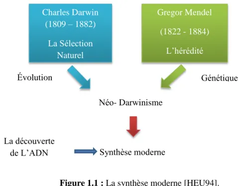 Figure 1.1 : La synthèse moderne [HEU94]. 