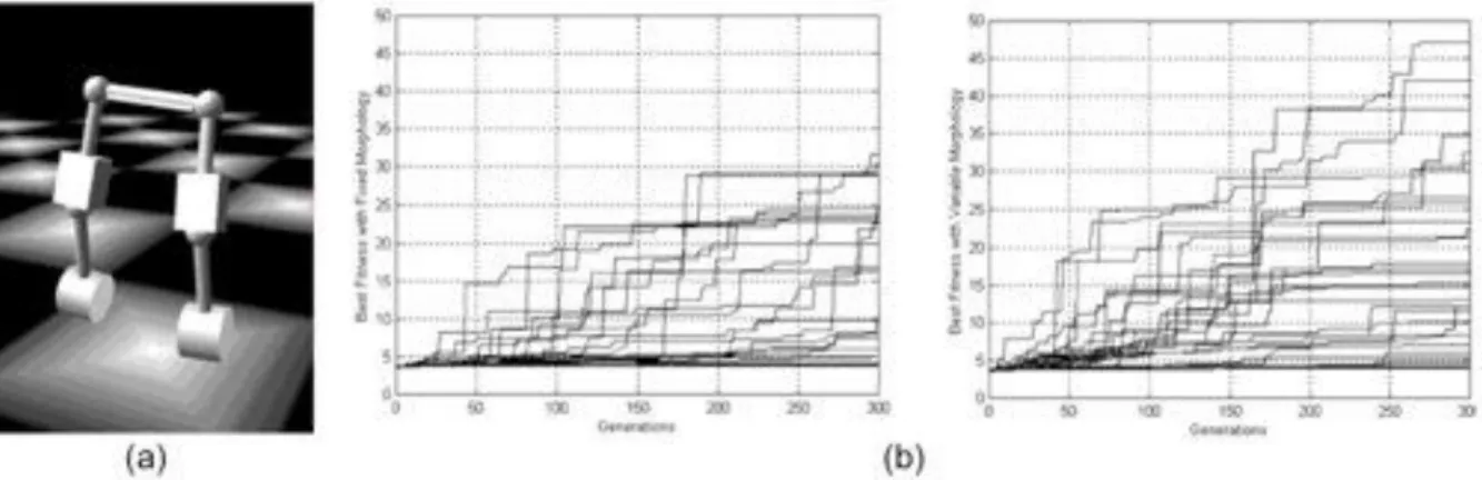 Figure 1.7.  Evolution d’un contrôleur pour un robot bipède simulé [PAU01] (a) Représentation de la  morphologie du robot dans le simulateur physique