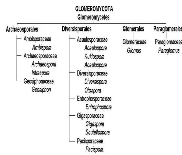 Figure 2. Classification des CMA [Selon Schüßler et al. (2001)  avec  corrections de Oehl et 