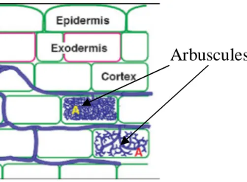 Figure 3. Schéma de la structure d’une endomycorhize à arbuscules formée par 