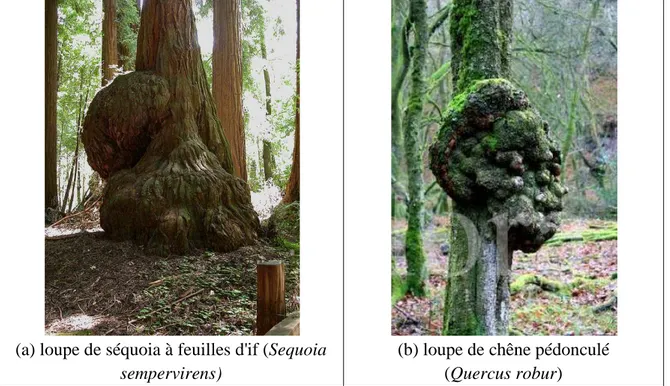Figure 3 : Loupes sur le tronc des arbres : (a) loupe de séquoia à feuille d’If 