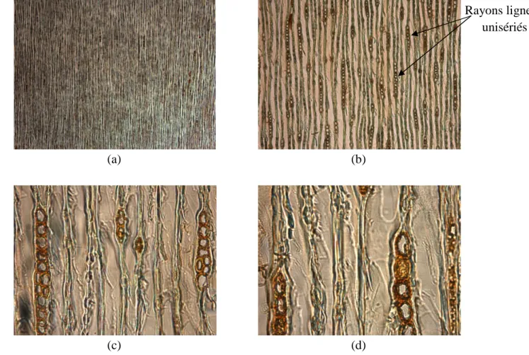 Figure 28 : Coupes anatomiques du bois de thuya dans le plan tangentiel LT à différents  grossissements : a)  × 25, dimensions : 4,14×3,08 mm² ; b)  × 100, dimensions : 1,03×0,77 mm² 
