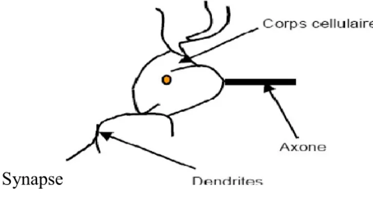 Figure I.1 : Neurone biologique. 