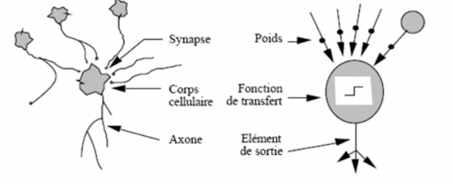 Figure I.2 : Mise en correspondance neurone biologique/neurone artificiel. 