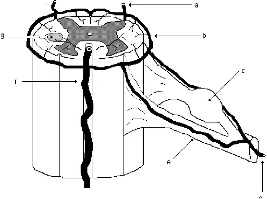 Figure 3 : Schéma descriptif montrant la vascularisation de la moelle  a.  Artère spinale postérieure gauche