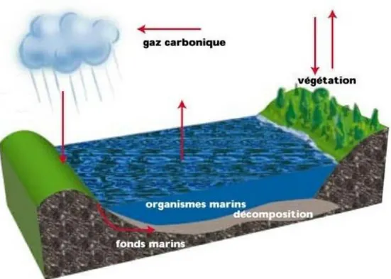 Figure II.5 : Cycle de CO 2 