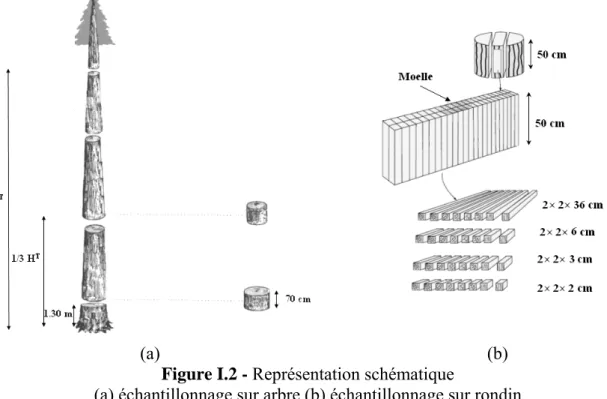 Figure I.2 - Représentation schématique  