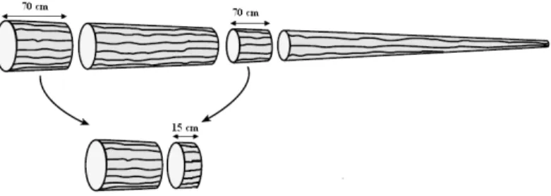 Figure III.1 - Prélèvement et découpe des rondelles échantillon du bois de Cèdre de l’Atlas 