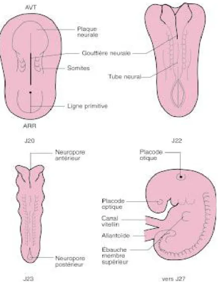 Figure : Aspect extérieur de l’embryon. Formation du tube  neural primitif.  3.  La morphogénèse : 