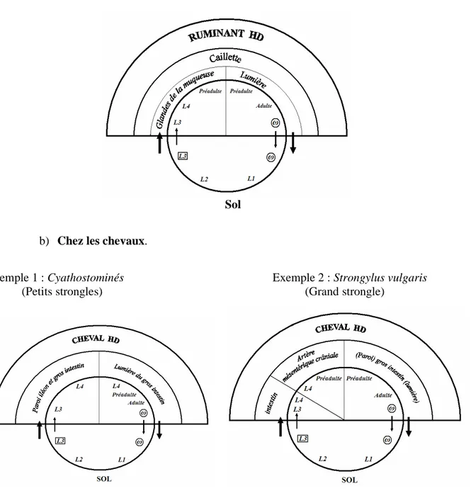 Figure 6 : Cycles biologiques des nématodes parasites du tractus du tube digestif.  a) Chez les ruminants
