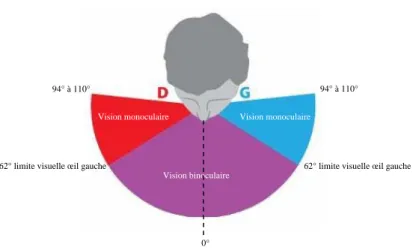 Figure 4.5 : Le champ visuel humain. 