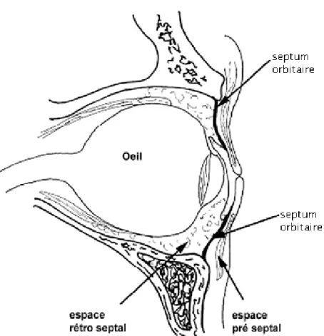 Figure 20 : Coupe sagittale de l'orbite et du globe montrant le septum orbitaire [33]  Le sinus frontal chez l’enfant n’est pas généralement bien développé, et ses  murs sont épais, donc l’extension de l’infection à partir du sinus frontal n’est pas  aussi