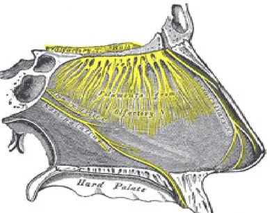 Figure 7 : nerfs du septum nasal, côté droit [108]. 