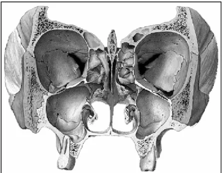 Figure 9 : coupe frontale passant par les sinus maxillaires [88]. 
