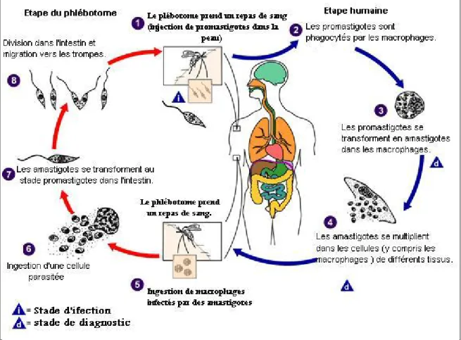 Figure 4 : cycle de vie des leishmanies [5] 