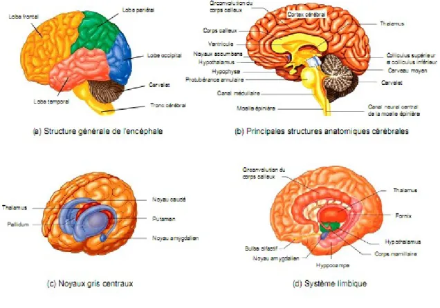 Figure I.2 l’anatomie cérébrale