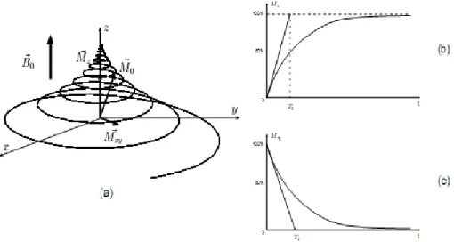 Figure I.8  l'effet d'une impulsion radiofréquence sur l’animation