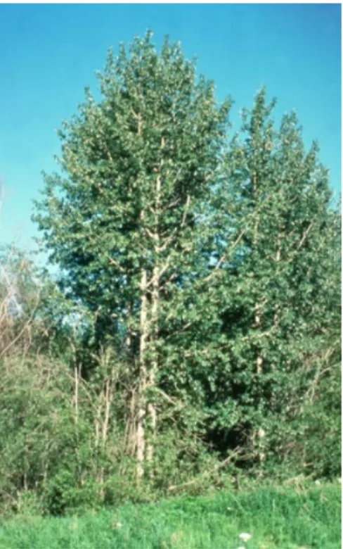 Figure 1.  Peuplier baumier (Populus balsamifera L.). 