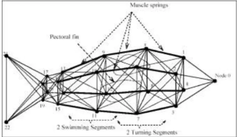Figure 1.10 : Modèle dynamique masse/ressort d’un poisson de Terzopoulos 