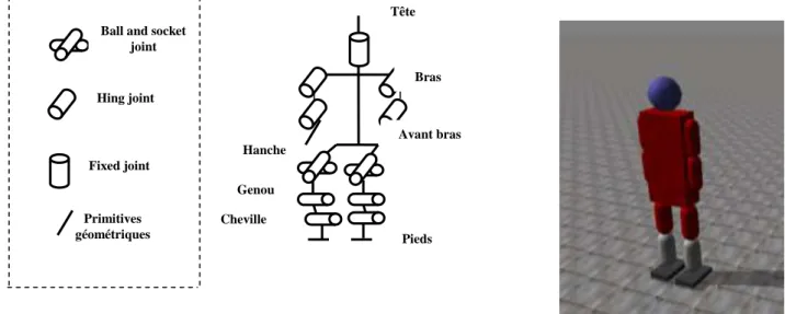 Figure 5.5: Modèle de l’humain virtuel simulé par ODE à un niveau très précis. 
