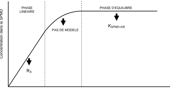 Figure 3.2- Modèle de variation de la concentration des composés organiques dans la  SPMD en fonction du temps d’exposition (Huckins et al., 2002)