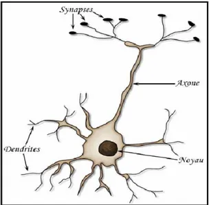 Fig. 2.1 –L’anatomie du neurone biologique