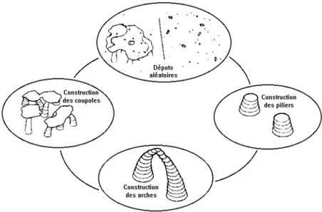 Fig. 2.7 –Le cycle de construction de la termitière (d’après [136]).
