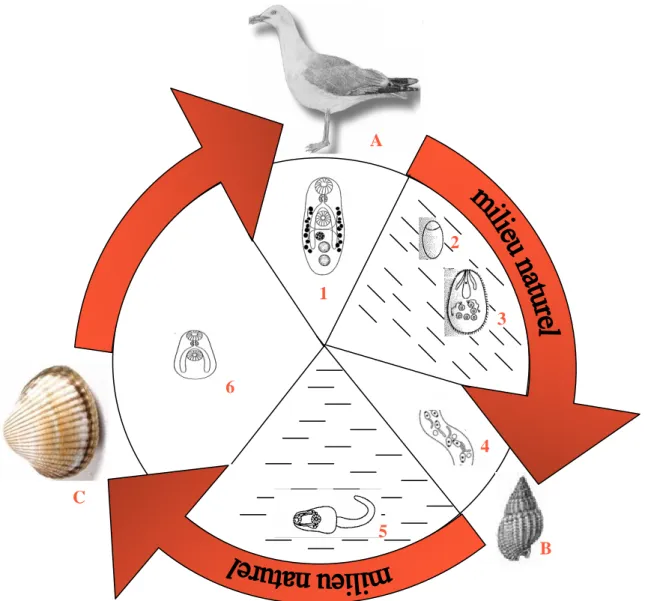 Figure 1.1 : Cycle de vie des parasites trématodes digènes. A : hôte définitif (un vertébré), 