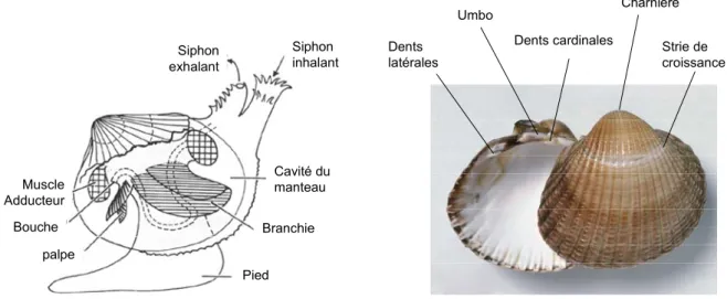 Figure 1.2 : Caractéristiques  anatomiques  et morphologiques de la coque Cerastoderma  edule