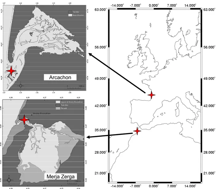 Figure 2.1: Situation of the two sampling stations at Merja Zerga (Morocco) and Arcachon bay 