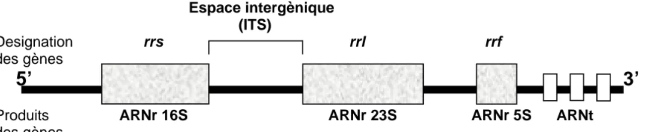 Figure 2. Organisation de l’opéron de l’ADN ribosomique observé chez les procaryotes.  