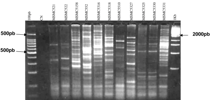 Figure 7. Electrophorèse des amplifiats obtenus par PCR/REP de quelques           souches nodulant le lupin 