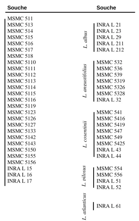 Tableau 6. Liste des souches sélectionnées à partir des différents clusters délimités par  l’analyse PCR/REP   Souche   Souche  MSMC 511  MSMC 513  INRA L 21  MSMC 514  INRA L 23  MSMC 515  INRA L 29  MSMC 516  INRA L 211  MSMC 517  INRA L 212  MSMC 518  M