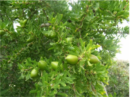 Figure 2. Photographie du fruit d’Argania spinosa (affiache) 