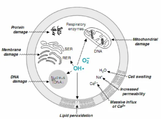 Figure 7. Lésions cellulaires induites par les radicaux libres.  