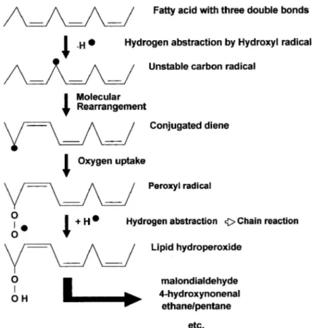 Figure 8. Mécanisme en chaîne de la peroxydation des acides gras polyinsaturés et  nature des produits terminaux formés