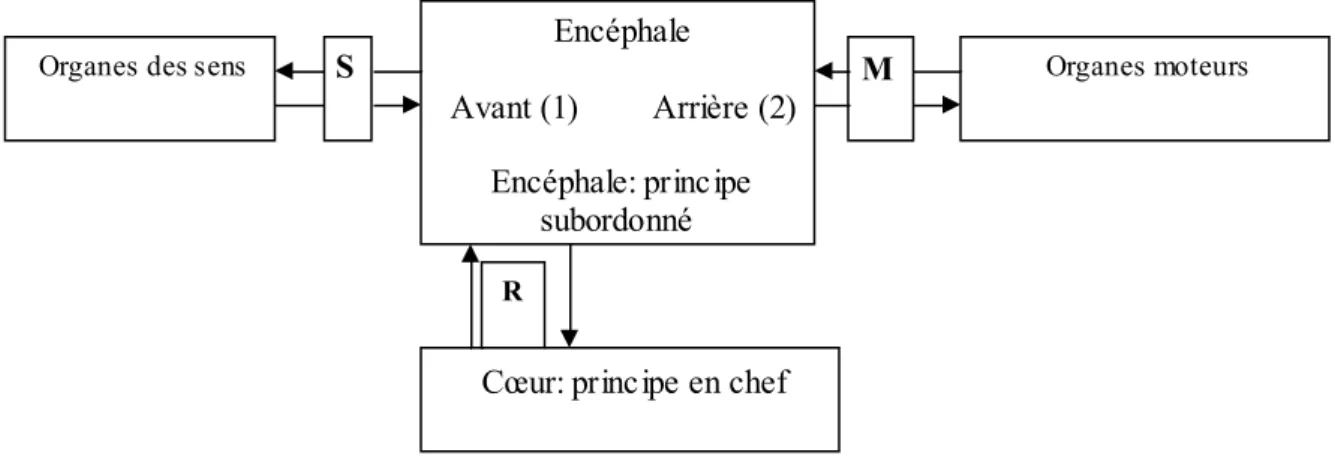 Figure II. Modèle  type représentant  les éléments  impliqués dans  le sens et ceux  impliqués dans  le  mouvement selon Ibn SṬnā