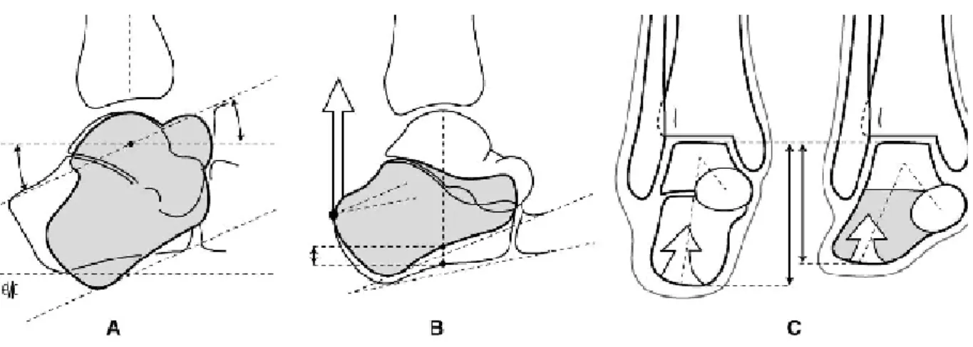 Figure 4 Centres de mouvement de la cheville.  A. Cheville souple (levier du premier genre)