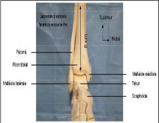 Figure 5 : Vue antérieure de la partie distale de la jambe. 