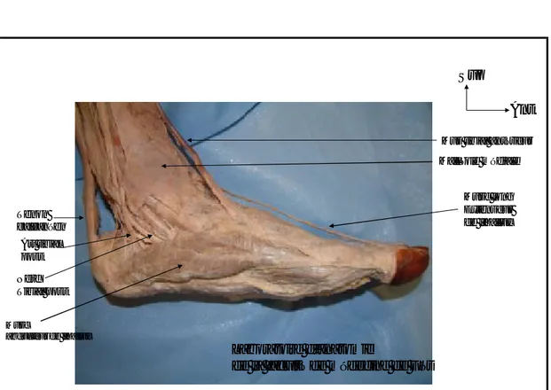 Figure 13 : Vue médiale de la cheville et du pied (33). 