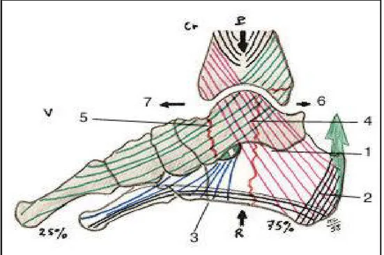 Figure 15 : Architecture osseuse du pied de profil médial (67). 