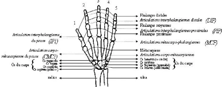 Figure III.5 : Squelette de la main droite (vue dorsale)