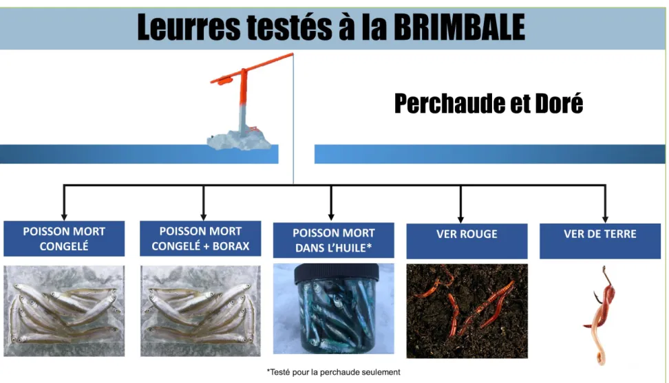 Figure 2. Appâts testés à la brimbale pour la pêche à la perchaude et au doré. Les poissons morts conservés dans l’huile ont été  testés seulement pour la pêche à la perchaude au lac Saint-Louis et au lac Champlain (baie Missisquoi).