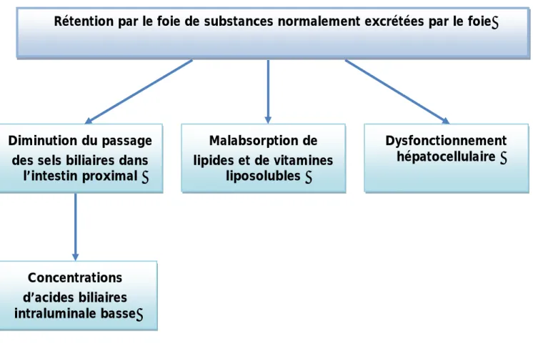 Figure n 13 : Mécanismes à l’origine des principales conséquences cliniques de la  cholestase 