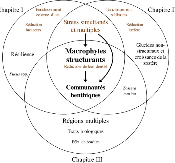 Figure 0.2. Diagramme conceptuel des trois chapitres de la thèse doctorale. L’élément  central  de  la  thèse  est  le  rôle  des  macrophytes  structurants  (Fucus  spp