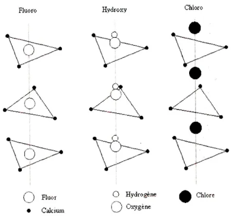 Fig. I.10 : Position des ions F - , Cl -  et OH -  par rapport au triangle Ca(II) le long de l’axe      sénaire hélicoïdal [34]