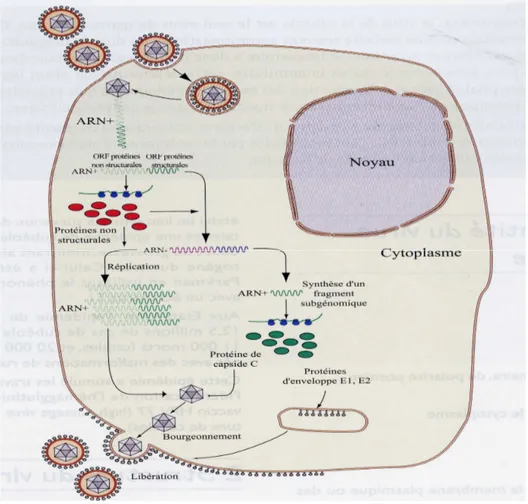 Figure 3 : Cycle de réplication du virus de la rubéole (Bienvenu et Delecroix, 2004) 