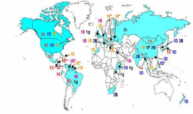 Figure 8  :  Distribution  mondiale  des  génotypes  du  virus  de  la  rubéole  1985-2004 