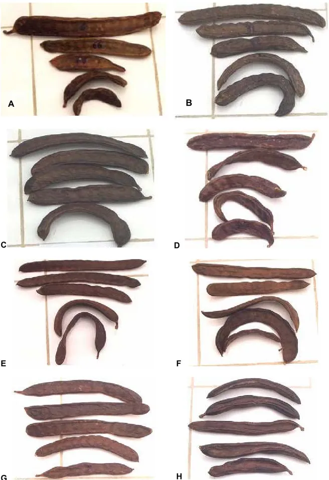 Figure II. 2: Variabilité dans la morphologie (forme et couleur) des gousses collectées de: Taourirt 